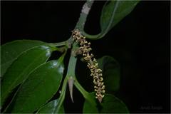 Excoecaria crenulata